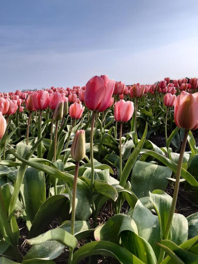 Breezand Groot Familiehuis Voor 6 Personen In Landelijke, Rustige Omgevingヴィラ エクステリア 写真